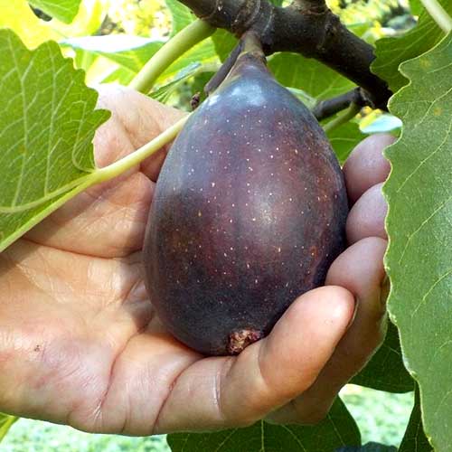 Feigenbaum Black Mission, С2 interface.image 1 interface.art 6928