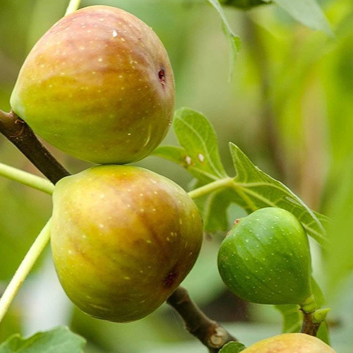 Feigenbaum Gentile Bianco, С2 interface.art Bild 1 Feigenbaum Gentile Bianco, С2 interface.image 1 interface.art 5184