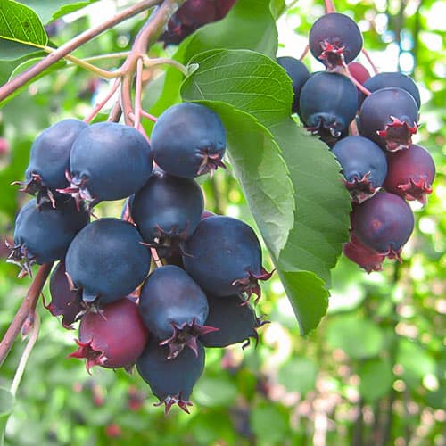 Felsenbirne Northline interface.image 1 interface.art 9331