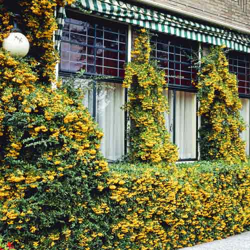 Feuerdorn Golden Charmer, C3 interface.art Bild 1 Feuerdorn Golden Charmer, C3 interface.image 1 interface.art 7727