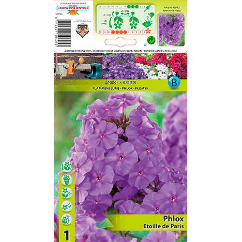 Flammenblume Etoille de Paris interface.image 1 interface.art 76347