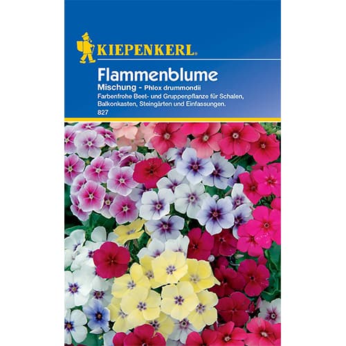Flammenblume Mischung Kiepenkerl interface.image 1 interface.art 50059
