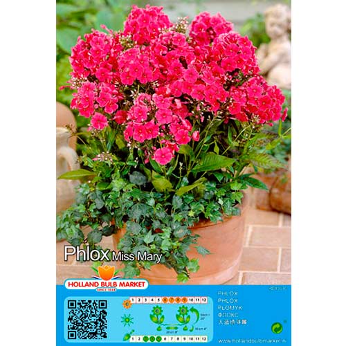 Flammenblume Miss Mary interface.art Bild 1 Flammenblume Miss Mary interface.image 1 interface.art 76490