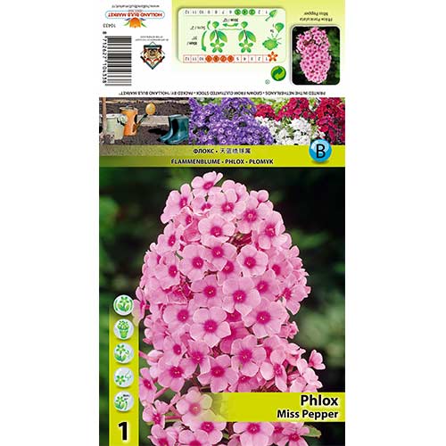 Flammenblume Miss Pepper interface.image 1 interface.art 70446