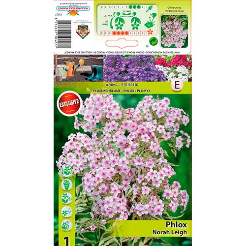 Flammenblume Nora Leigh interface.art Bild 1 Flammenblume Nora Leigh interface.image 1 interface.art 70447