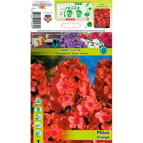 Flammenblume Orange interface.image 1 interface.art 76617