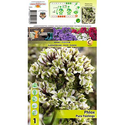 Flammenblume Pure Feelings interface.art Bild 1 Flammenblume Pure Feelings interface.image 1 interface.art 70448