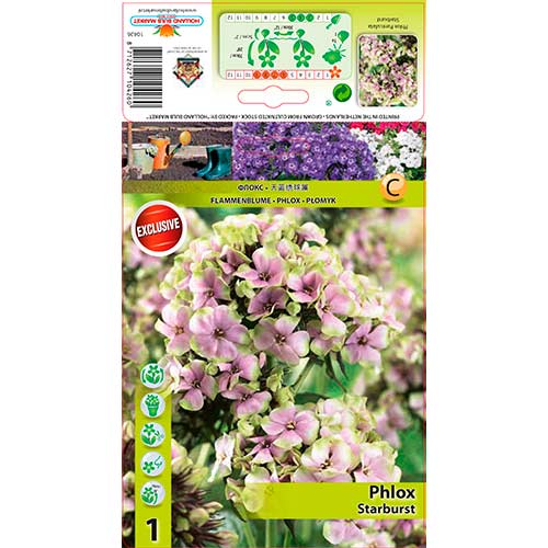 Flammenblume Starburst interface.art Bild 1 Flammenblume Starburst interface.image 1 interface.art 76349