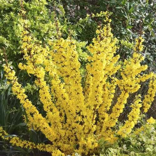 Forsythie Mikador PBR, C3 interface.image 1 interface.art 8537