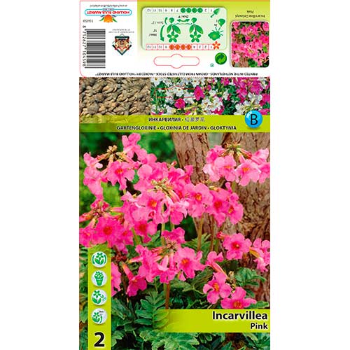 Freilandgloxinie Delavayi Pink interface.art Bild 1 Freilandgloxinie Delavayi Pink interface.image 1 interface.art 76280