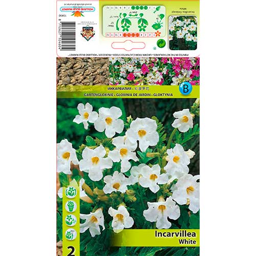 Freilandgloxinie Delavayi White interface.image 1 interface.art 76281