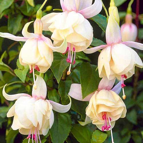 Fuchsie Annabel interface.image 1 interface.art 76692