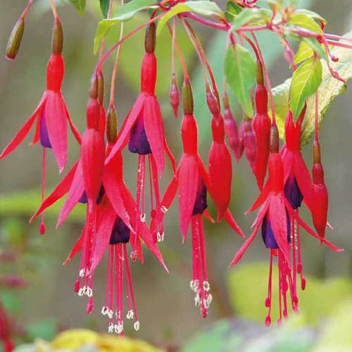 Fuchsie Riccartonii interface.image 1 interface.art 5599