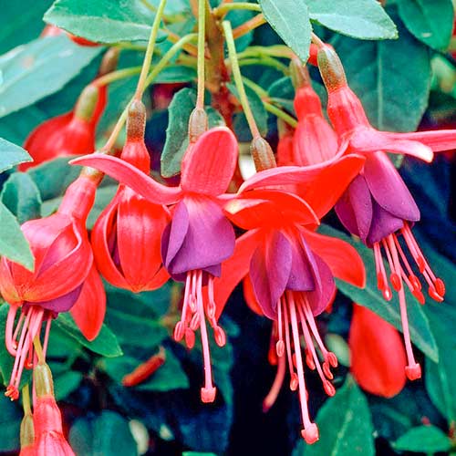 Fuchsie Tom Pouce interface.image 1 interface.art 5600