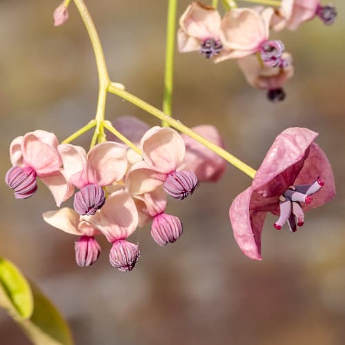 Fünfblättrige Akebie Silver Bell's, С2 interface.art Bild 1 Fünfblättrige Akebie Silver Bell's, С2 interface.image 1 interface.art 5451