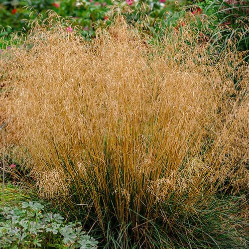 Garten-Schmiele Northern Lights interface.image 1 interface.art 5655