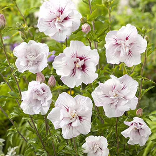 Garteneibisch China Chiffon interface.art Bild 1 Garteneibisch China Chiffon interface.image 1 interface.art 77811