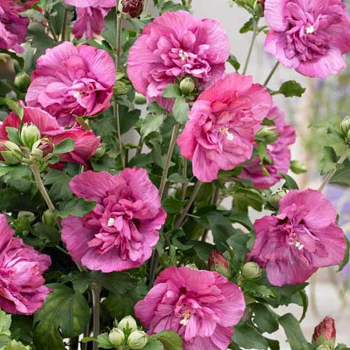 Garteneibisch Magenta Chiffon interface.art Bild 1 Garteneibisch Magenta Chiffon interface.image 1 interface.art 76643