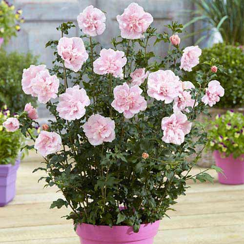 Garteneibisch Pink Chiffon interface.art Bild 1 Garteneibisch Pink Chiffon interface.image 1 interface.art 76644