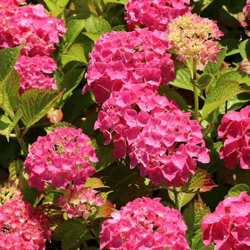 Gartenhortensie Alpenglühen, C2 interface.image 1 interface.art 4444