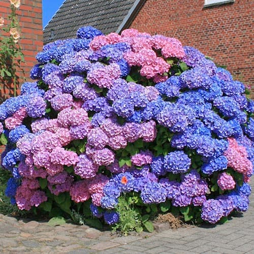 Gartenhortensie Bouquet Rose, P9 interface.image 1 interface.art 9030