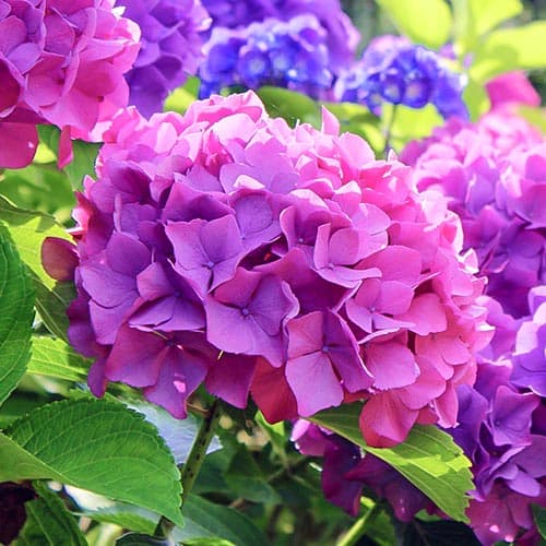 Gartenhortensie Hamburg, P9 interface.image 1 interface.art 9566