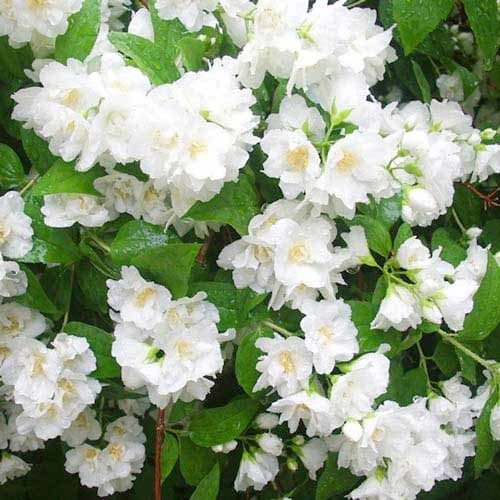 Gartenjasmin Mont Blanc interface.image 1 interface.art 9108