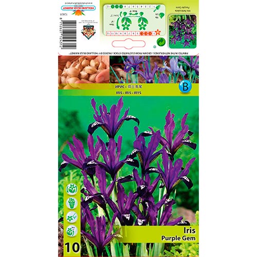 Geäderte Iris Purple Gem interface.art Bild 1 Geäderte Iris Purple Gem interface.image 1 interface.art 67382