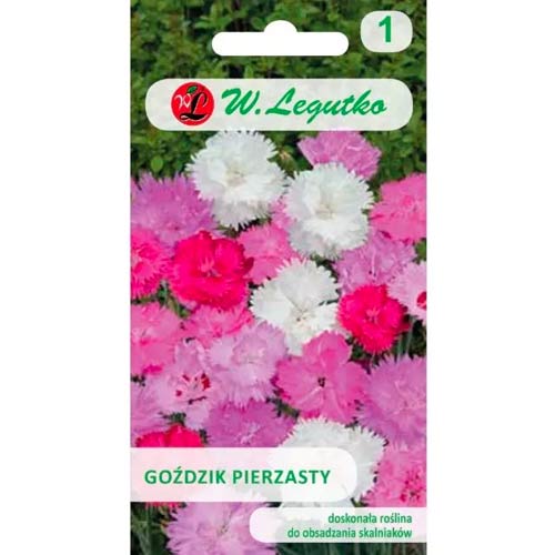 Gefleckte Nelke, mischung Legutko interface.art Bild 1 Gefleckte Nelke, mischung Legutko interface.image 1 interface.art 50100