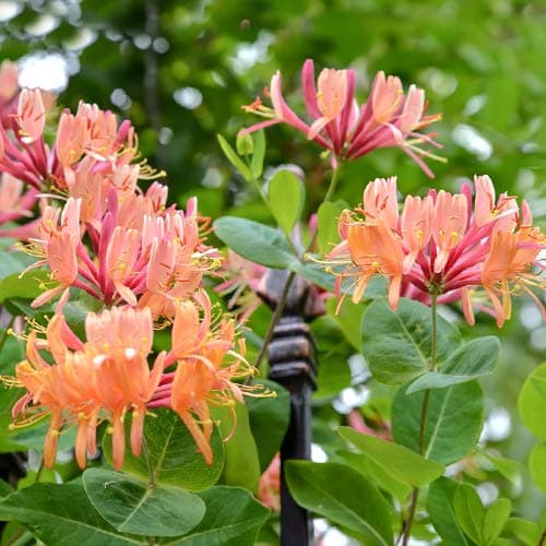 Feuer-Geißschlinge American Beauty, P9 interface.image 1 interface.art 9046