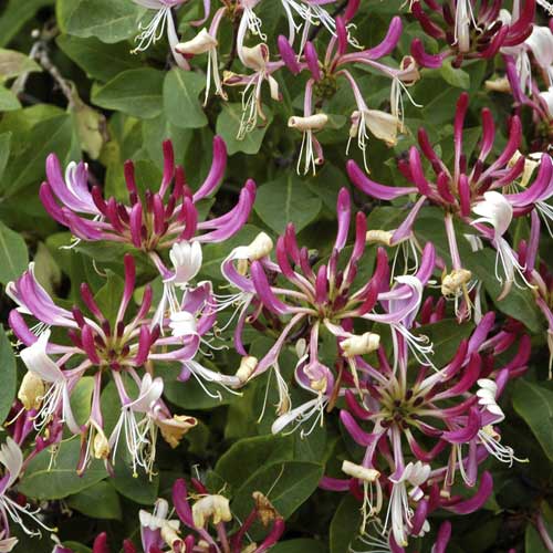 Geißschlinge Fragrant Cloud PBR, С2 interface.image 1 interface.art 8230