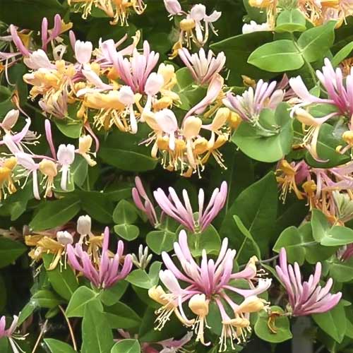 Geißschlinge Inga, С2 interface.image 1 interface.art 8228