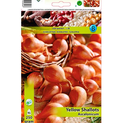 Gelbe Schalotte interface.art Bild 1 Gelbe Schalotte interface.image 1 interface.art 70498