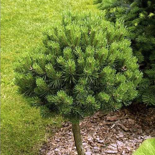 Gemeine Waldkiefer Treasure, C5 interface.image 1 interface.art 8260