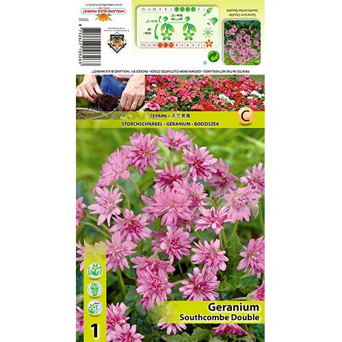 Geranie Southcombe Double interface.art Bild 1 Geranie Southcombe Double interface.image 1 interface.art 70391