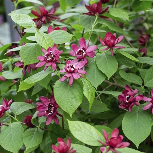 Gewürzstrauch Aphrodite PBR, C3 interface.art Bild 1 Gewürzstrauch Aphrodite PBR, C3 interface.image 1 interface.art 8518