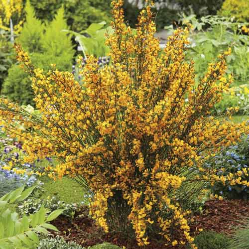 Ginster Apricot Gem, С2 interface.art Bild 1 Ginster Apricot Gem, С2 interface.image 1 interface.art 8212