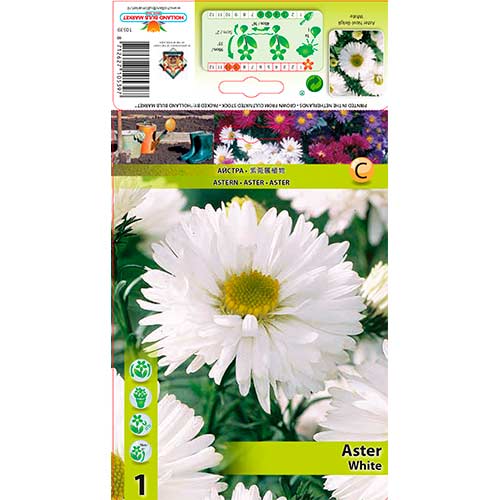 Glattblatt Aster White interface.art Bild 1 Glattblatt Aster White interface.image 1 interface.art 76177
