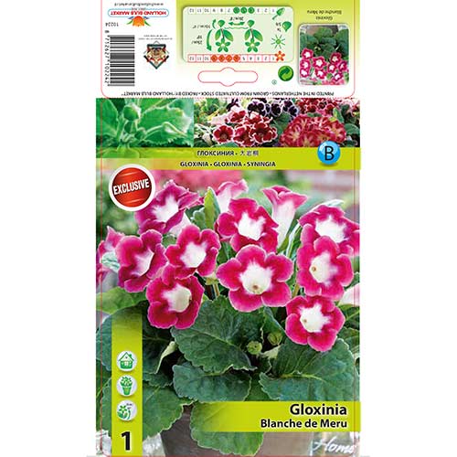 Gloxinie Blanche de Meru interface.image 1 interface.art 76259