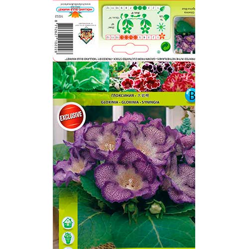 Gloxinie Tigrina Blue interface.art Bild 1 Gloxinie Tigrina Blue interface.image 1 interface.art 76261