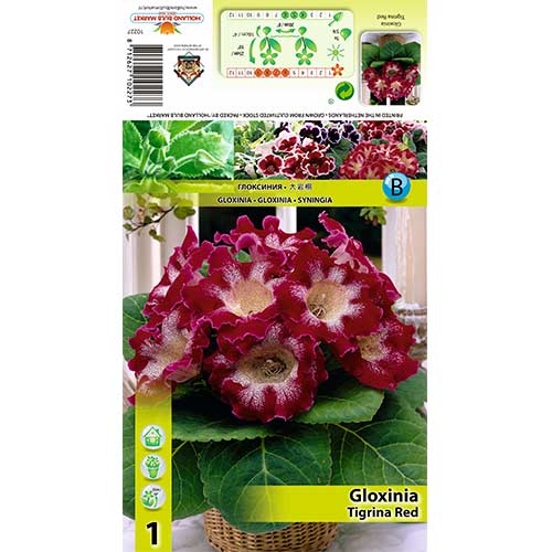 Gloxinie Tigrina Red interface.image 1 interface.art 70407