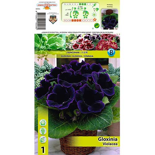 Gloxinie Violacea interface.image 1 interface.art 70408