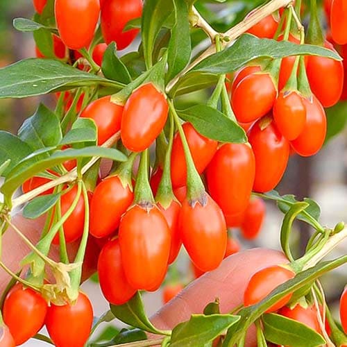 Gojibeere Korean Big, P9 interface.art Bild 1 Gojibeere Korean Big, P9 interface.image 1 interface.art 9321