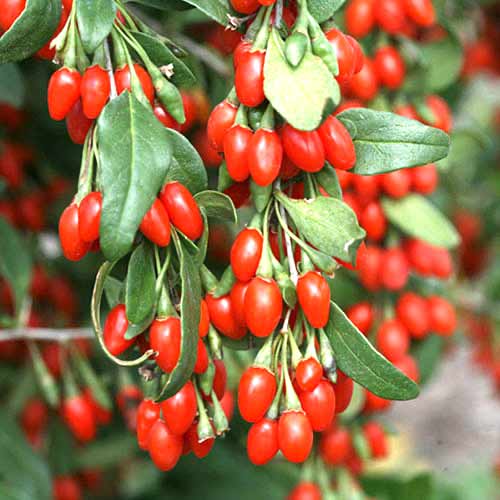 Gojibeere (Lycium) interface.art Bild 1 Gojibeere (Lycium) interface.image 1 interface.art 77817