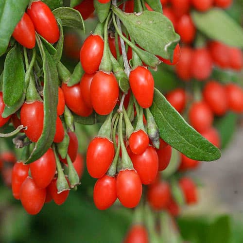 Gojibeere New Big, P9 interface.image 1 interface.art 9322