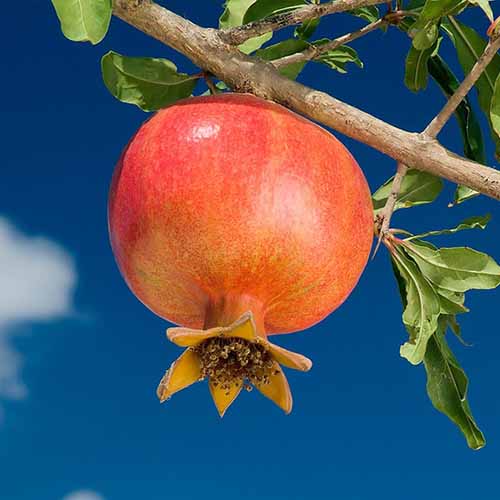 Granatapfel Wonderful, С2 interface.image 1 interface.art 4868