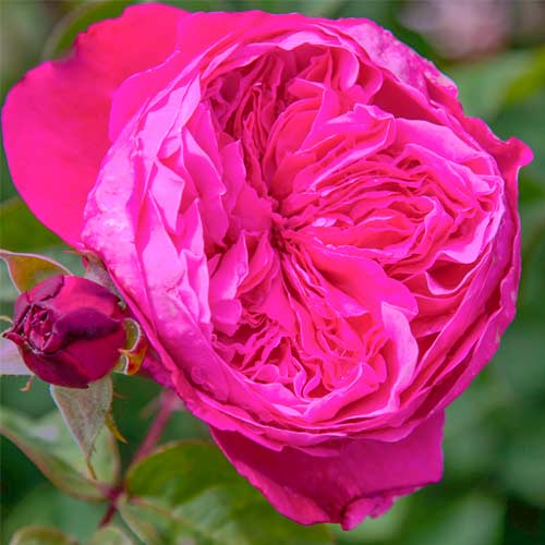 Großblütige Rose Accademia® interface.art Bild 1 Großblütige Rose Accademia® interface.image 1 interface.art 5547