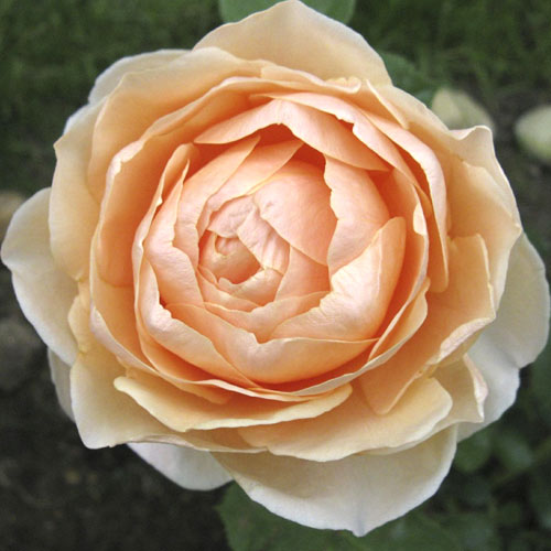 Edelrose Rosa Anna Fendi®, C5 interface.art Bild 1 Edelrose Rosa Anna Fendi®, C5 interface.image 1 interface.art 5548