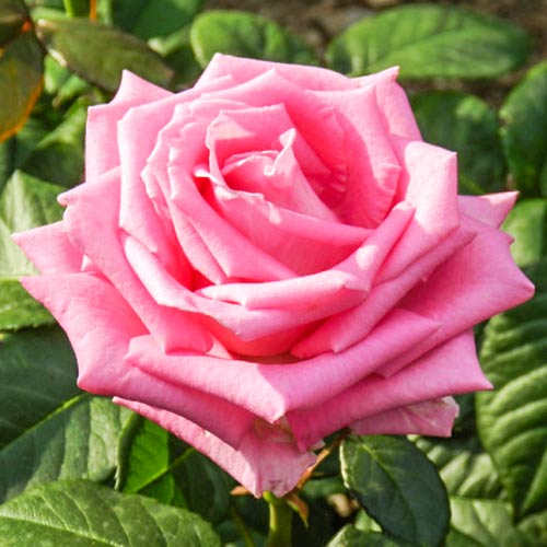 Großblütige Rose Bel Ange interface.art Bild 1 Großblütige Rose Bel Ange interface.image 1 interface.art 2104