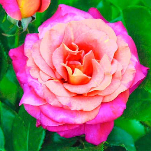 Großblütige Rose Belle Epoque®, C5 interface.art Bild 1 Großblütige Rose Belle Epoque®, C5 interface.image 1 interface.art 5527